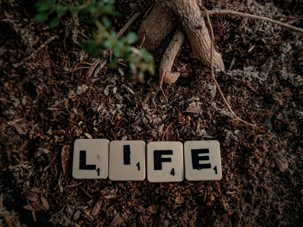 What is point of life?