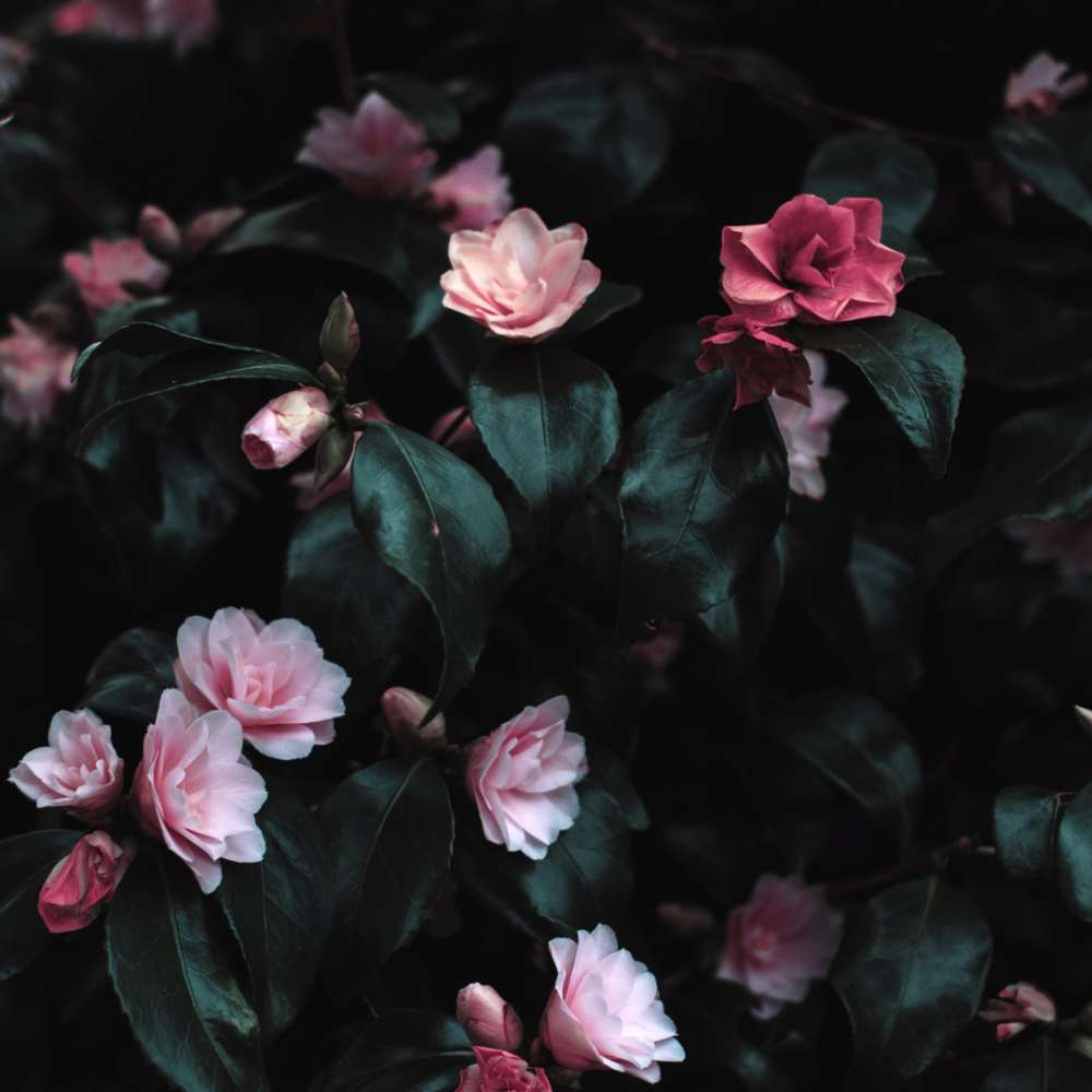 poetry collection